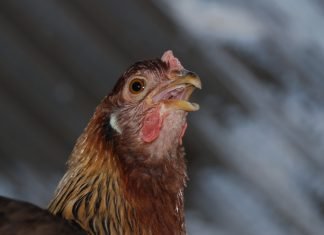 Why we need a comprehensive strategy for heat stress management?