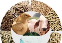 Why are Vitamins essential for Animal Health and Productivity?