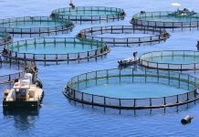 Sustainable aquaculture needs to be redefined