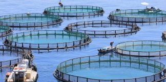 Sustainable aquaculture needs to be redefined