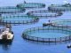 Sustainable aquaculture needs to be redefined