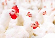Growing online Poultry marketing in India – A scope for traditional players
