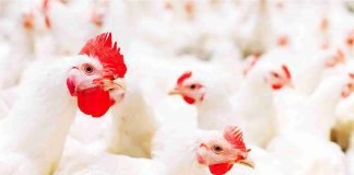 Growing online Poultry marketing in India – A scope for traditional players