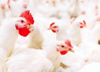Growing online Poultry marketing in India – A scope for traditional players