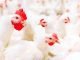 Growing online Poultry marketing in India – A scope for traditional players