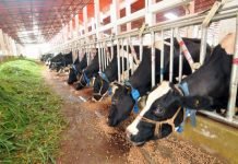 Kerala government initiative for reducing cattle feed price