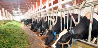 Kerala government initiative for reducing cattle feed price