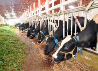 Kerala government initiative for reducing cattle feed price