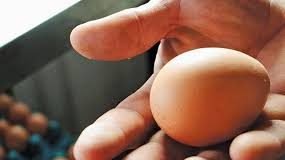 Improved Profitability with More Saleable Eggs