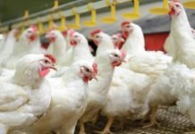 PROBIOTICS – AN ESSENTIAL FEED ADDITIVE FOR ANTIBIOTIC FREE CHICKEN PRODUCTION