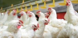 PROBIOTICS – AN ESSENTIAL FEED ADDITIVE FOR ANTIBIOTIC FREE CHICKEN PRODUCTION