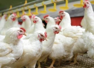 PROBIOTICS – AN ESSENTIAL FEED ADDITIVE FOR ANTIBIOTIC FREE CHICKEN PRODUCTION
