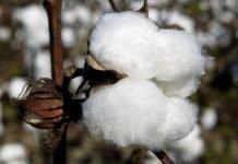 High prices of cotton lead to demand for raw material at reasonable prices