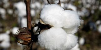 High prices of cotton lead to demand for raw material at reasonable prices