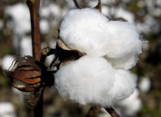 High prices of cotton lead to demand for raw material at reasonable prices