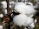 High prices of cotton lead to demand for raw material at reasonable prices