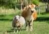 Indian livestock sector contributing to Agriculture GDP but where does it stand in terms of investment?