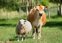 Indian livestock sector contributing to Agriculture GDP but where does it stand in terms of investment?