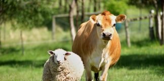 Indian livestock sector contributing to Agriculture GDP but where does it stand in terms of investment?