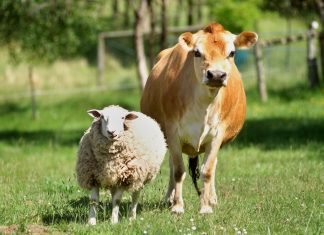 Indian livestock sector contributing to Agriculture GDP but where does it stand in terms of investment?