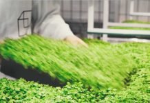 Innovation – Animal feed production using carbon dioxide