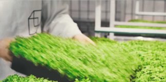 Innovation – Animal feed production using carbon dioxide