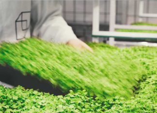 Innovation – Animal feed production using carbon dioxide