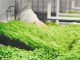 Innovation – Animal feed production using carbon dioxide