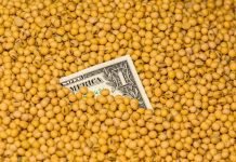 How soyabean holding would impact the Indian poultry industry.