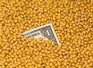 How soyabean holding would impact the Indian poultry industry.