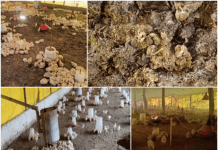 Winter management in poultry farming