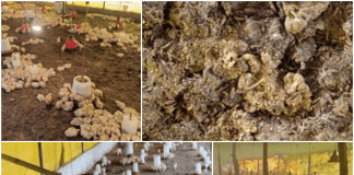 Winter management in poultry farming