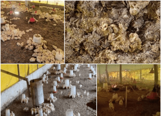 Winter management in poultry farming
