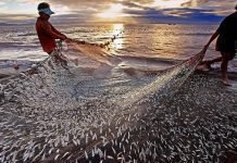 India’s fisheries sector records 10.87% growth