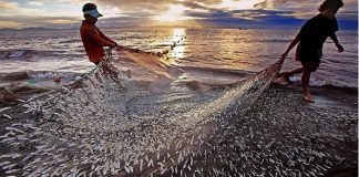 India’s fisheries sector records 10.87% growth