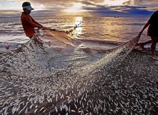 India’s fisheries sector records 10.87% growth
