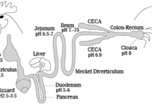 Enhancing Protein Digestion