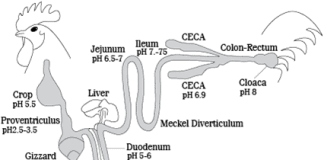 Enhancing Protein Digestion