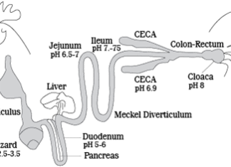Enhancing Protein Digestion
