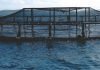 Vietnam Aquaculture company in association with Scottish Genetics company trials show improved feed efficiency