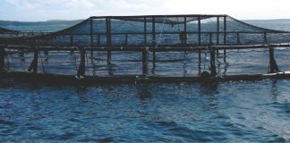 Vietnam Aquaculture company in association with Scottish Genetics company trials show improved feed efficiency
