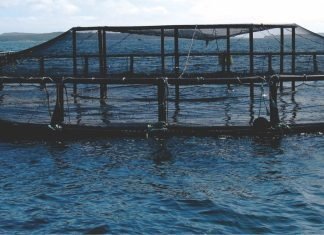 Vietnam Aquaculture company in association with Scottish Genetics company trials show improved feed efficiency