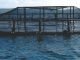 Vietnam Aquaculture company in association with Scottish Genetics company trials show improved feed efficiency