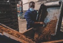Black soldier fly farming gaining ground in South Africa