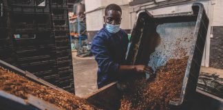 Black soldier fly farming gaining ground in South Africa