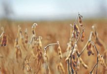 China plans to reduce soybean demand by 30 MMT