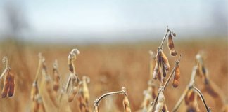 China plans to reduce soybean demand by 30 MMT