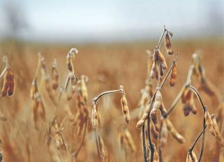 China plans to reduce soybean demand by 30 MMT