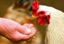 Efficient use of Alternative Raw Materials for Improving Poultry Production