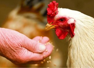Efficient use of Alternative Raw Materials for Improving Poultry Production